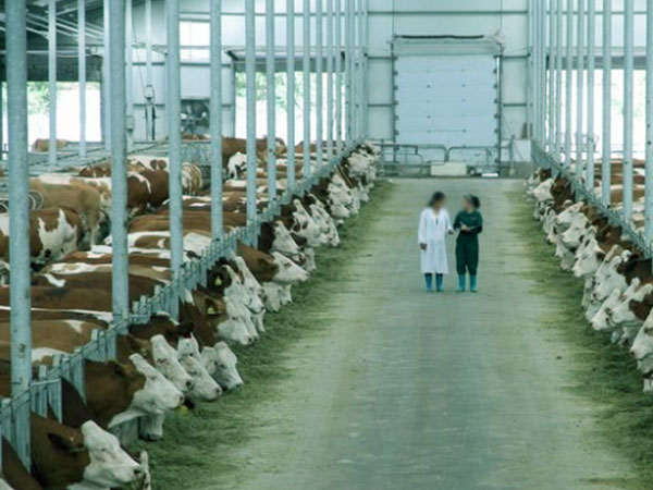 西域春乳业-呼图壁种牛场制冷项目